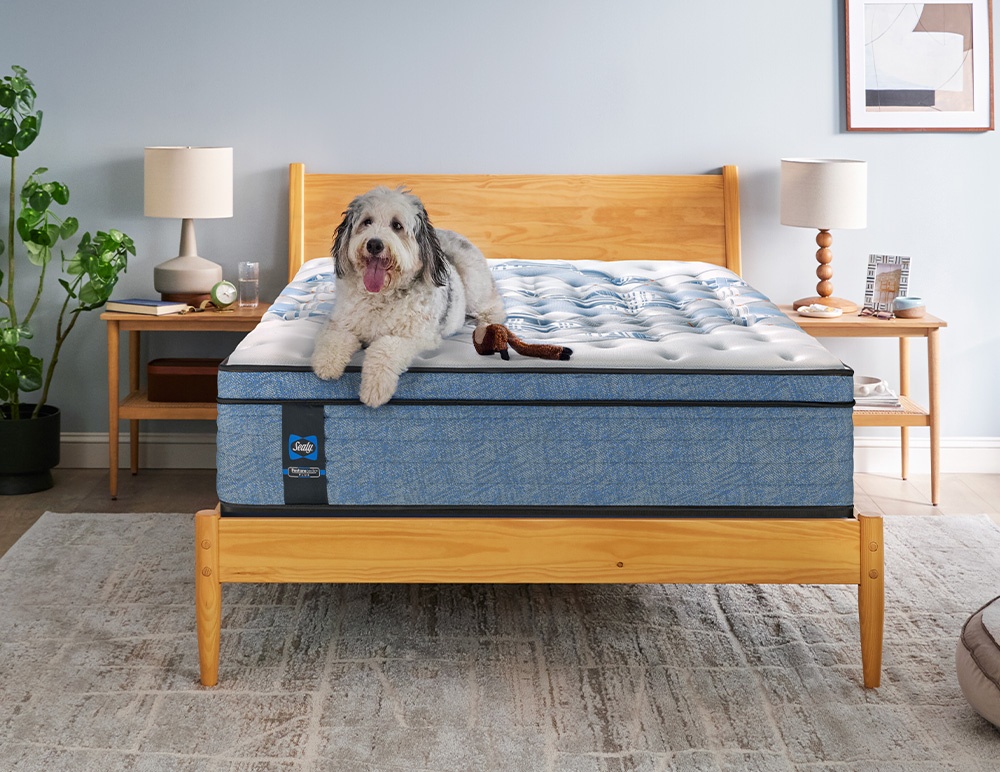 sealy-shop-mattresses-dog